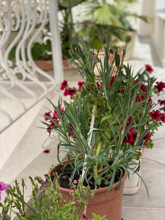 Violet's Boutique Apartment Sarande